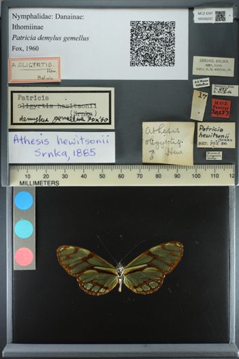 Media type: image;   Entomology 30237